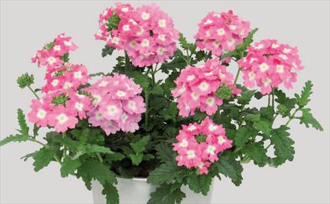 foto van een variëteit aan bloemen, te gebruiken als: Pot Verbena hybrida Blues® Pink