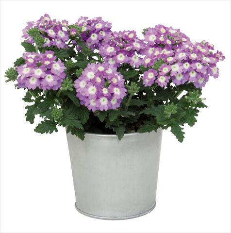 foto van een variëteit aan bloemen, te gebruiken als: Pot Verbena hybrida Blues® Sky Blue