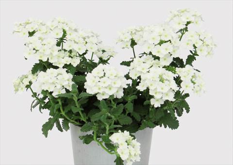 foto van een variëteit aan bloemen, te gebruiken als: Pot Verbena hybrida Blues® White