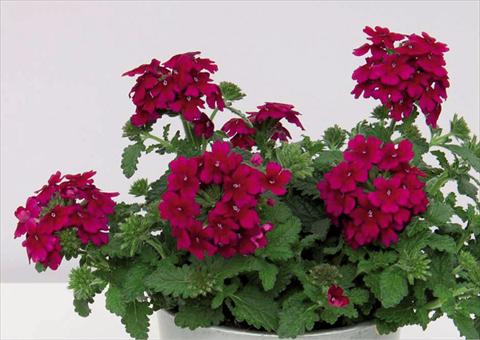 foto van een variëteit aan bloemen, te gebruiken als: Pot Verbena hybrida Pop® Burgudy
