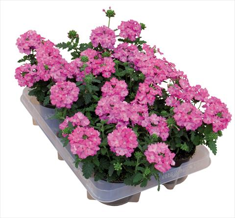 foto van een variëteit aan bloemen, te gebruiken als: Pot Verbena hybrida Pop® Dark Pink