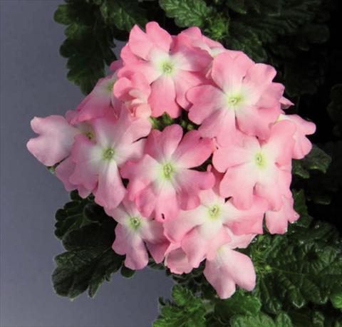foto van een variëteit aan bloemen, te gebruiken als: Pot Verbena hybrida Pop® Light Pink