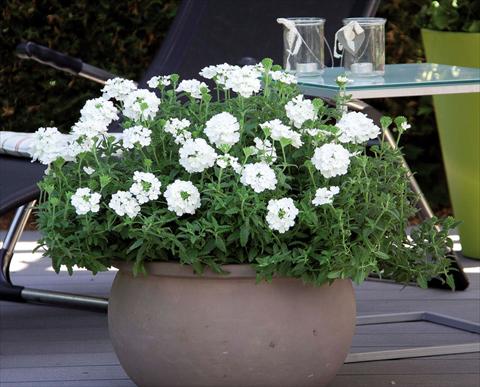 foto van een variëteit aan bloemen, te gebruiken als: Pot Verbena hybrida Pop® White