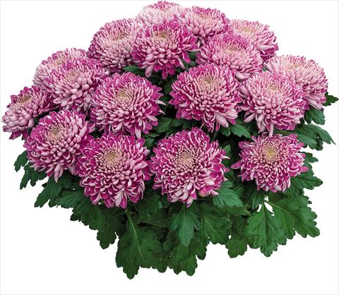 foto van een variëteit aan bloemen, te gebruiken als: Pot Chrysanthemum Arobaz Rose