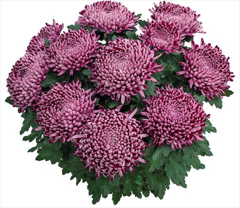 foto van een variëteit aan bloemen, te gebruiken als: Pot Chrysanthemum Cyrano Violet