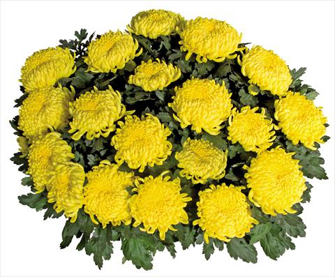 foto van een variëteit aan bloemen, te gebruiken als: Pot Chrysanthemum Savona Jaune