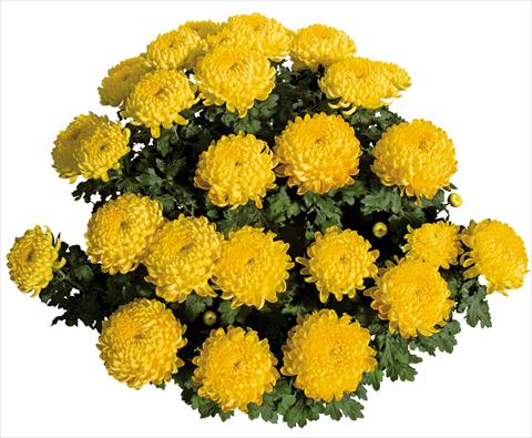 foto van een variëteit aan bloemen, te gebruiken als: Pot Chrysanthemum Stabilo Jaune
