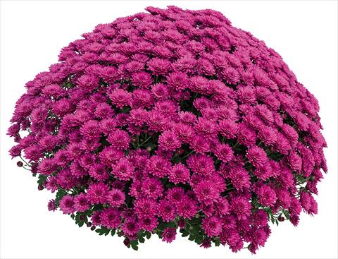 foto van een variëteit aan bloemen, te gebruiken als: Pot Chrysanthemum Atol Violet