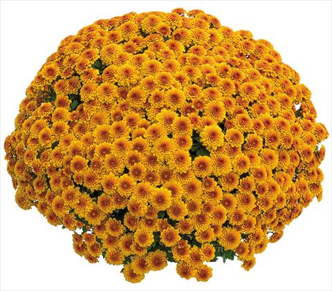 foto van een variëteit aan bloemen, te gebruiken als: Pot Chrysanthemum Crisantemo a fiore Piccolo Capri Orange