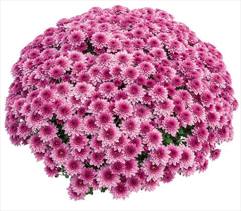 foto van een variëteit aan bloemen, te gebruiken als: Pot Chrysanthemum Diva Rose