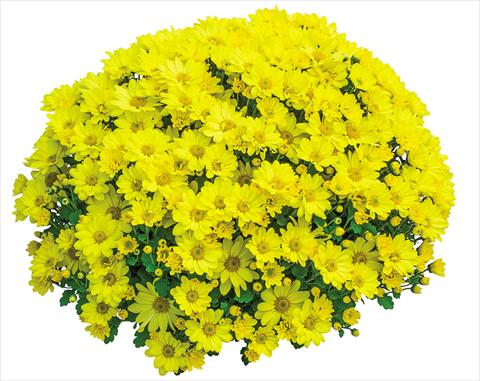 foto van een variëteit aan bloemen, te gebruiken als: Pot Chrysanthemum Elys Jaune