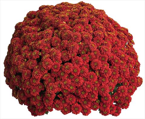 foto van een variëteit aan bloemen, te gebruiken als: Pot Chrysanthemum Crisantemo a fiore Piccolo Rafia Rouge