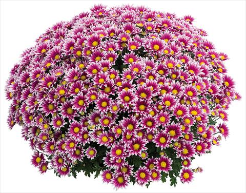 foto van een variëteit aan bloemen, te gebruiken als: Pot Chrysanthemum Crisantemo a fiore Piccolo Stela Lilas