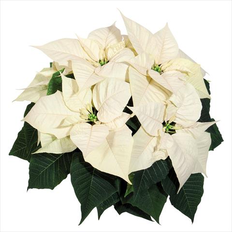 foto van een variëteit aan bloemen, te gebruiken als: Pot Poinsettia - Euphorbia pulcherrima Glory White