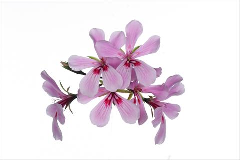 foto van een variëteit aan bloemen, te gebruiken als: Korf / Pot Pelargonium peltatum Grand Idols® Pink