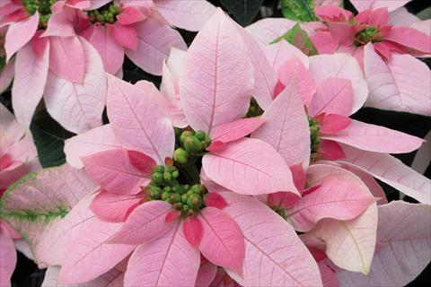 foto van een variëteit aan bloemen, te gebruiken als: Pot Poinsettia - Euphorbia pulcherrima Luv U Soft Pink