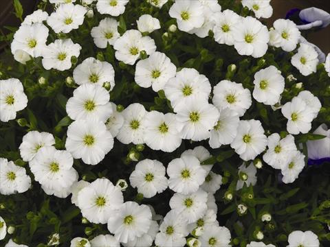 foto van een variëteit aan bloemen, te gebruiken als: Pot - en perkplant Arenaria montana Lana White