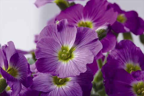 foto van een variëteit aan bloemen, te gebruiken als: Pot - en perkplant Aubrieta Florado Rose