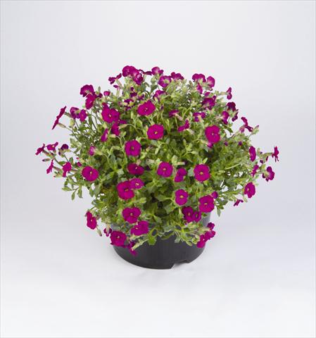 foto van een variëteit aan bloemen, te gebruiken als: Perkplant / Borders Aubrieta hybrida Regado Red
