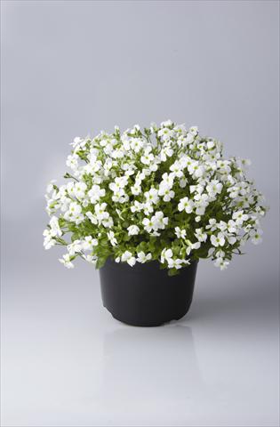 foto van een variëteit aan bloemen, te gebruiken als: Pot - en perkplant Aubrieta hybrida Regado White