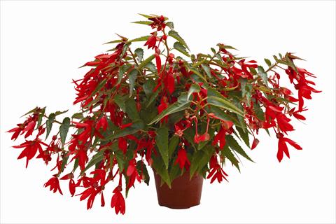 foto van een variëteit aan bloemen, te gebruiken als: Perkplant, potplant of korfplant Begonia boliviensis Bonaparte Red