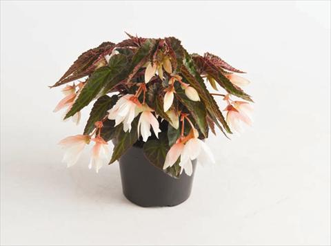 foto van een variëteit aan bloemen, te gebruiken als: Perkplant, potplant of korfplant Begonia boliviensis Bonaparte White