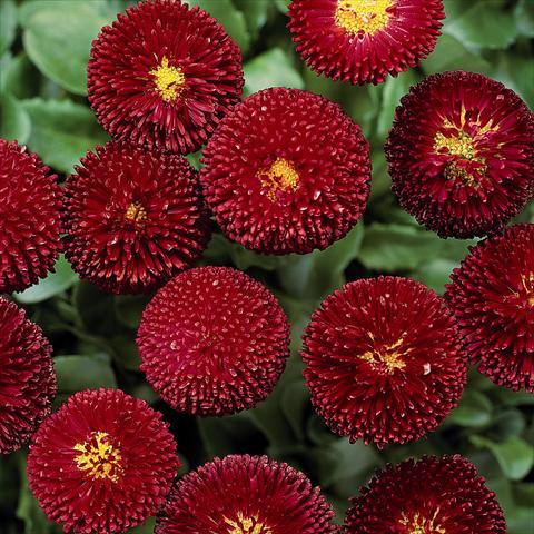 foto van een variëteit aan bloemen, te gebruiken als: Pot - en perkplant Bellis perennis Bellissima Red