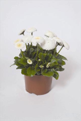 foto van een variëteit aan bloemen, te gebruiken als: Pot - en perkplant Bellis perennis Bellissima White