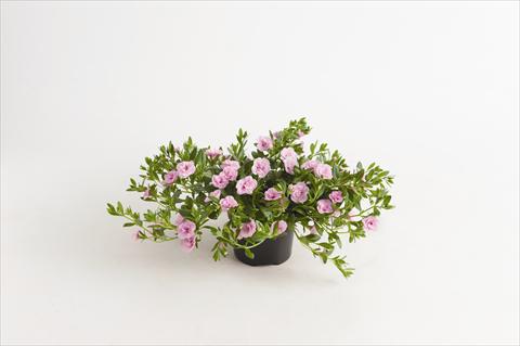 foto van een variëteit aan bloemen, te gebruiken als: Perkplant, potplant of korfplant Calibrachoa hybrida Can-Can® Rosies Light Pink