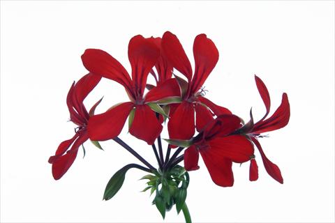 foto van een variëteit aan bloemen, te gebruiken als: Korf / Pot Pelargonium peltatum Grand Idols® Red