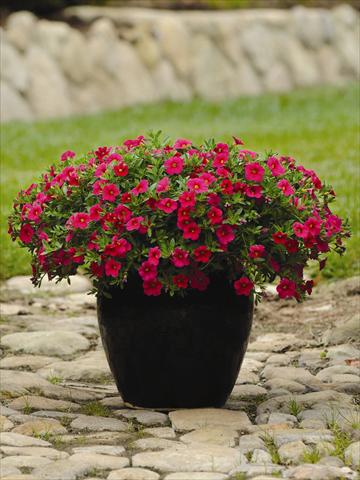 foto van een variëteit aan bloemen, te gebruiken als: Perkplant, potplant of korfplant Calibrachoa hybrida Cabaret™ Cherry Rose