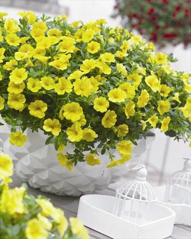 foto van een variëteit aan bloemen, te gebruiken als: Perkplant, potplant of korfplant Calibrachoa hybrida Cabaret™ Pure Yellow