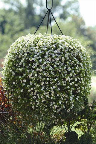 foto van een variëteit aan bloemen, te gebruiken als: Perkplant, potplant of korfplant Calibrachoa hybrida Cabaret™ White Improved