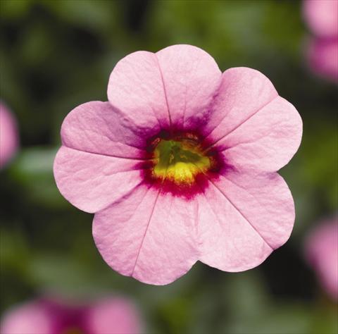 foto van een variëteit aan bloemen, te gebruiken als: Perkplant, potplant of korfplant Calibrachoa hybrida Can-Can® Pink With Eye