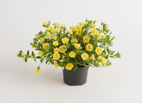 foto van een variëteit aan bloemen, te gebruiken als: Perkplant, potplant of korfplant Calibrachoa hybrida Can-Can® Rosies Dark Yellow