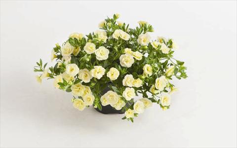 foto van een variëteit aan bloemen, te gebruiken als: Perkplant, potplant of korfplant Calibrachoa hybrida Can-Can® Rosies Light Yellow