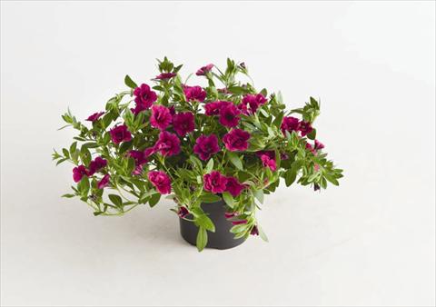 foto van een variëteit aan bloemen, te gebruiken als: Perkplant, potplant of korfplant Calibrachoa hybrida Can-Can® Rosies Magenta