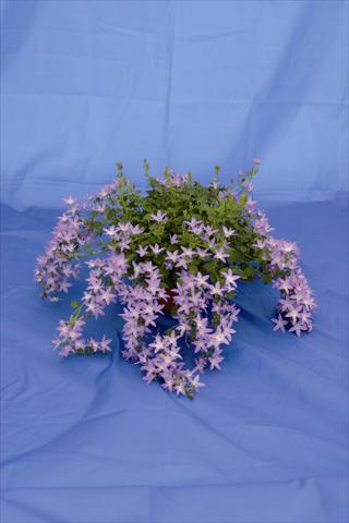 foto van een variëteit aan bloemen, te gebruiken als: Pot - en perkplant Campanula poscharskyana Hirsch Blue