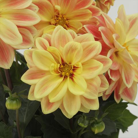 foto van een variëteit aan bloemen, te gebruiken als: Pot - en perkplant Dahlia x hybrida Dahlietta™ Coby Orange Yellow