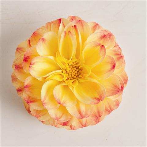 foto van een variëteit aan bloemen, te gebruiken als: Pot - en perkplant Dahlia x hybrida Pomponetta Bicolor Red Yellow