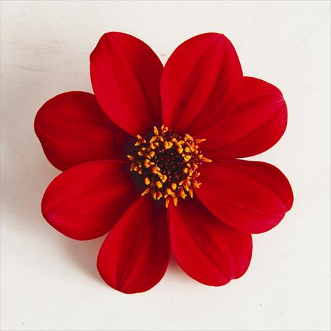 foto van een variëteit aan bloemen, te gebruiken als: Pot - en perkplant Dahlia x hybrida Happy Days® Red