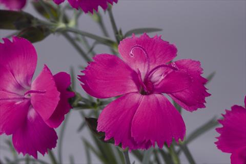 foto van een variëteit aan bloemen, te gebruiken als: Pot - en perkplant Dianthus hybridus Dinetta Lilac