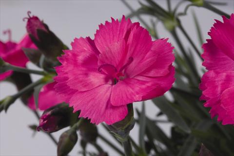 foto van een variëteit aan bloemen, te gebruiken als: Pot - en perkplant Dianthus hybridus Dinetta Pink