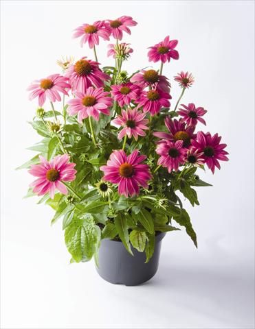 foto van een variëteit aan bloemen, te gebruiken als: Pot - en perkplant Echinacea purpurea PowWow™ Wild Berry