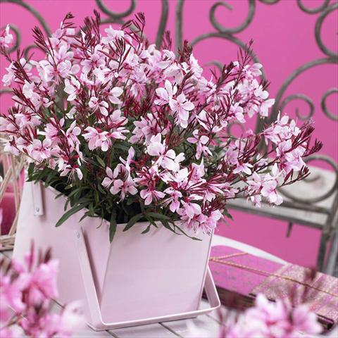foto van een variëteit aan bloemen, te gebruiken als: Pot Gaura lindheimeri Gaudi® Pink