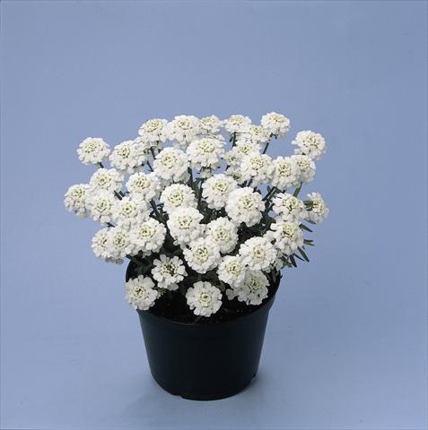 foto van een variëteit aan bloemen, te gebruiken als: Pot - en perkplant Iberis sempervirens Snowwheel