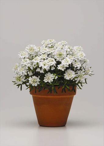 foto van een variëteit aan bloemen, te gebruiken als: Pot - en perkplant Iberis sempervirens Whiteout