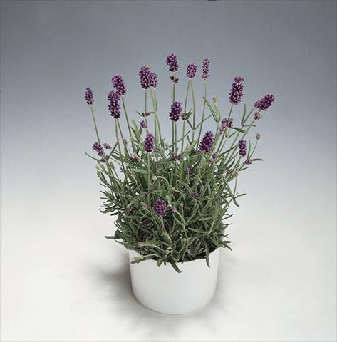 foto van een variëteit aan bloemen, te gebruiken als: Pot - en perkplant Lavandula angustifolia Blue River