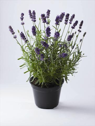 foto van een variëteit aan bloemen, te gebruiken als: Pot - en perkplant Lavandula angustifolia Early Hidcote