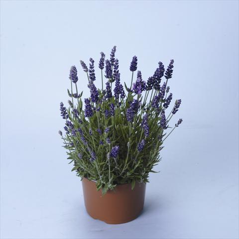foto van een variëteit aan bloemen, te gebruiken als: Pot - en perkplant Lavandula angustifolia Lavance® Purple